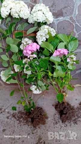 Хортензия ,розова ,бяла,синя