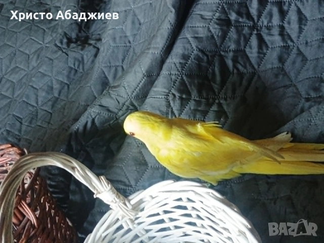 ръчни неразделки и малки александри, снимка 7 - Папагали - 50866658
