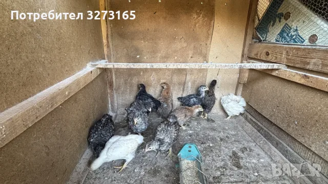 Пилета великденска носачка , снимка 4 - Кокошки и пуйки - 55620718