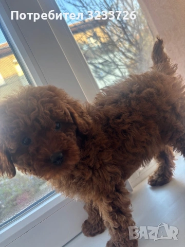 Той пудел момиче 