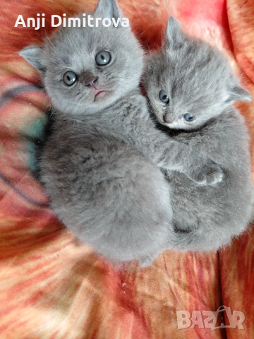 Британска късокосместа., снимка 7 - Британска късокосместа - 51429154