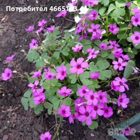 Оксалис/Детелина розова, снимка 2 - Градински цветя и растения - 54378067