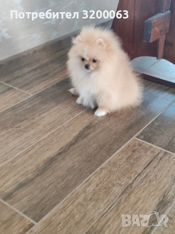Померан мини размер мъжко., снимка 10 - Померан - 54032504