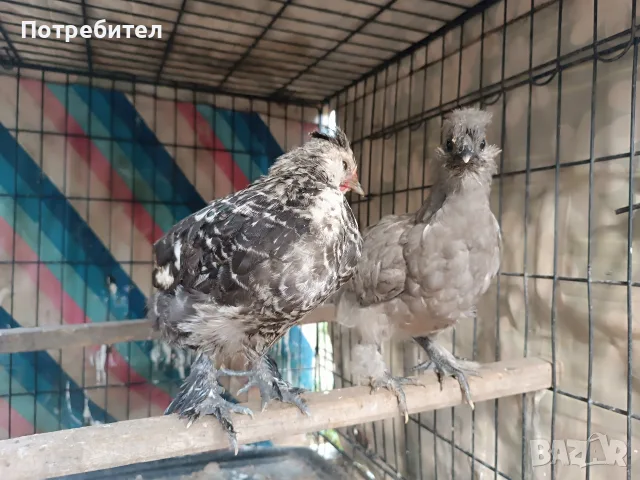 Мини кокошки декорация