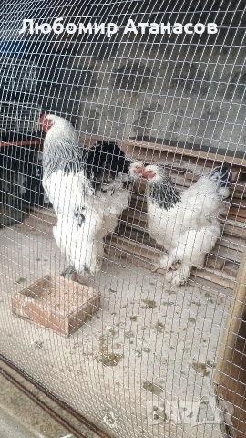 Продавам Колумбийска Брама.