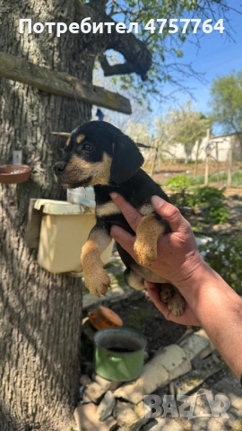 Кокер шпаньол, снимка 2 - Кокер шпаньол - 54329930