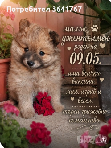 мини шпиц