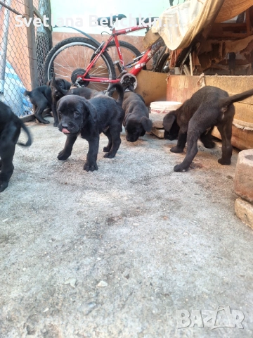 Продавам Кане Корсо, снимка 7 - Кане корсо - 54278276