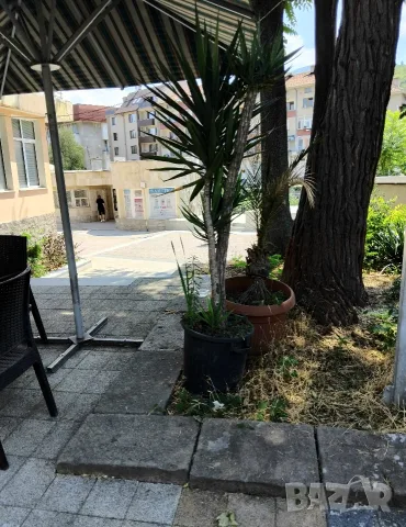Продавам палма Юка / Yucca, 25 годишна, 1.7 м. височина, снимка 5 - Стайни растения - 40901353