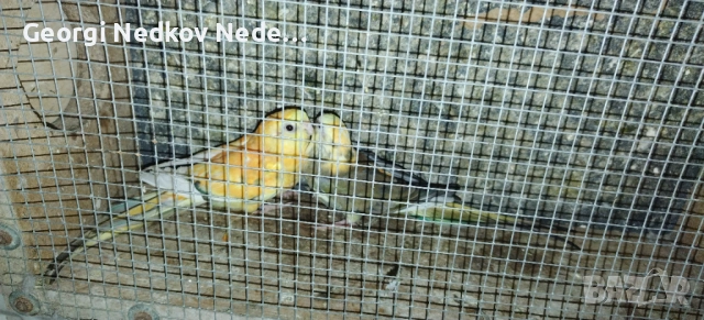 Продавам чифт пойни страки , снимка 2 - Папагали - 54114049