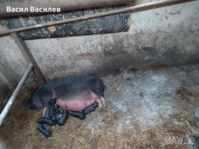 Продавам виетнамски прасенца , снимка 2 - Прасета - 55262454