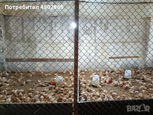Тетра,пилета за яйца, снимка 2 - други­ - 54736313