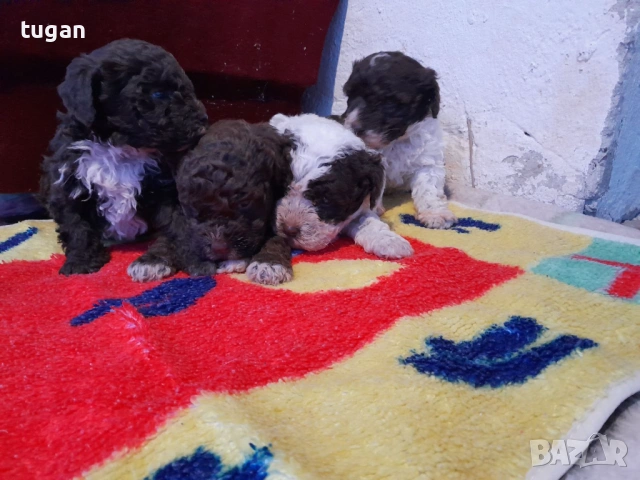 Бебета Лагото Романьоло / Lagotto Romagnolo, снимка 2 - Други - 54058824