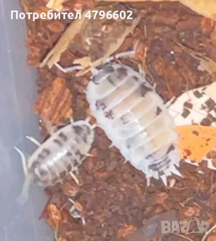 Изоподи Porcellio laevis Dairy Cow (Екзотични домашни любимци / Чистачи), снимка 3 - Други - 55437035