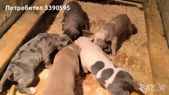 Американско Були Хл Бебета , снимка 3 - Питбул - 54205195