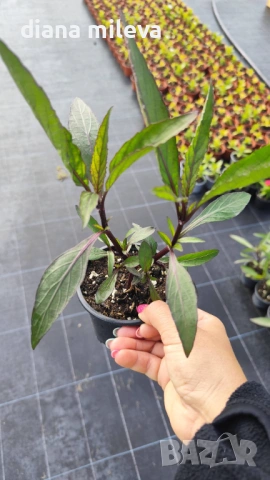 Руелия, Мексиканска петуния, Ruellia Purple Mexican Petunia!!!, снимка 10 - Градински цветя и растения - 54637157