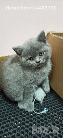 Котенца, снимка 5 - Британска късокосместа - 54756425