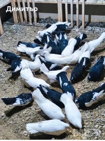 Гълъби на глас 