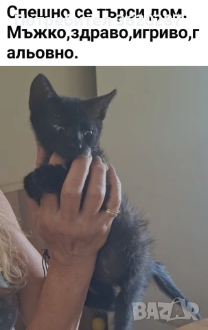 Мъжко котенце