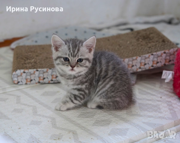 Британска късокосместа, снимка 5 - Британска късокосместа - 54807075