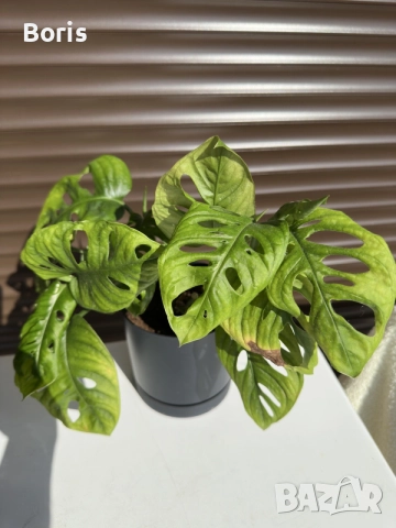 Monstera Adansonii (Монстера Адансонии)