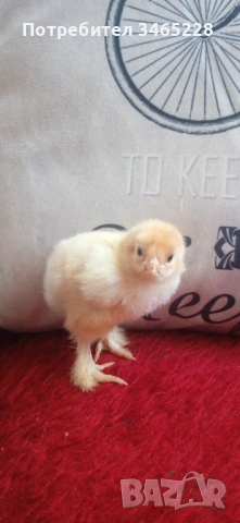 Пиленца Брама, Орпингтон, Легхорн,Шабо, снимка 4 - Кокошки и пуйки - 52882666