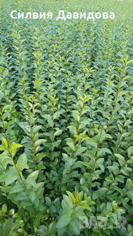 Лигуструм на гол корен, снимка 15 - Градински цветя и растения - 51886286