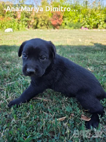 🐶 Подаряват се 6 прекрасни кученца., снимка 2 - Други - 55588357