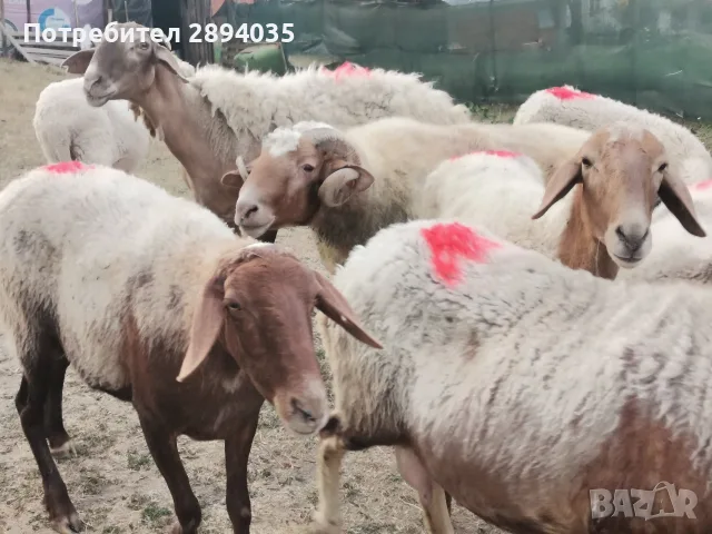 овце кочеве агнета , снимка 3 - Овце - 55581322