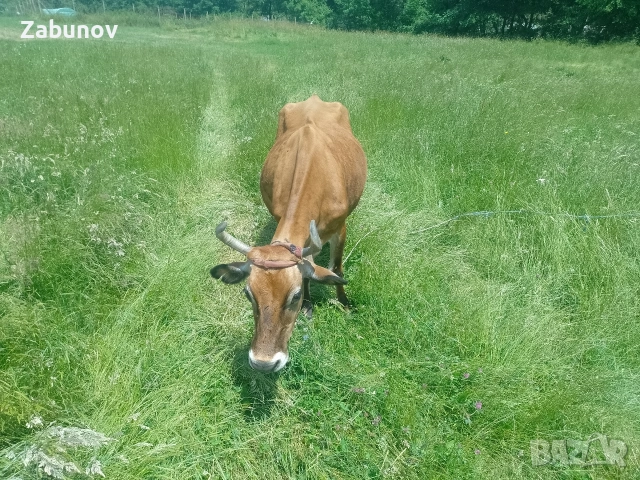 Продавам юница Джерсей на година и три месеца , снимка 12 - Крави - 55108269