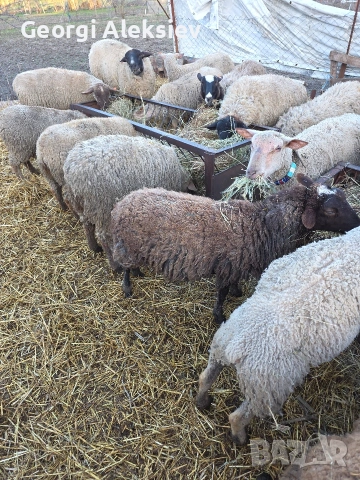 23 броя овце от месодайни породи , снимка 8 - Овце - 54155783
