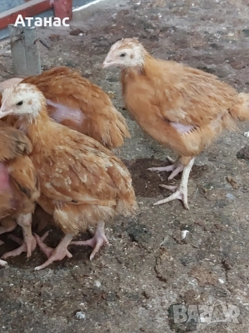 Пилета Тетра. , снимка 3 - Кокошки и пуйки - 54242715