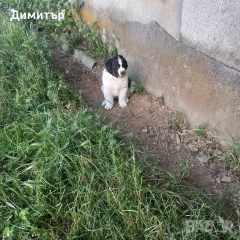 мъжко кутре, снимка 5 - Каракачанска овчарка - 55009794