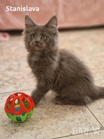 котенца Мейн Куун