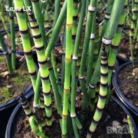 Equisetum Hiemale – Хвощ, Конска Опашка, снимка 3 - Градински цветя и растения - 55574071