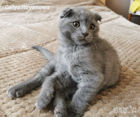 Шотландски клепоухи, снимка 3 - Други - 54785809