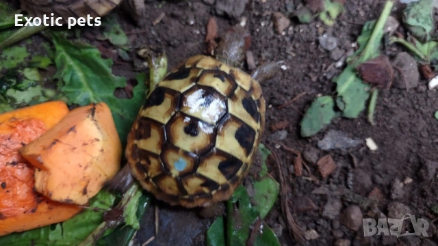 Костенурка , Testudo Hermanni Boettgeri, снимка 3 - Костенурки - 52913949
