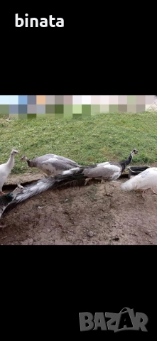 Пауни опал Арлекин 