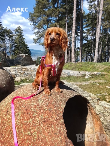 Raya- Cocker spaniel , снимка 4 - Кокер шпаньол - 53643388