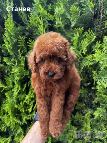 Мини пудел Момиче / Mini Poodle Girl, снимка 2 - Пудели - 55286833