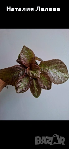Еписция, episcia Jim's rose garden