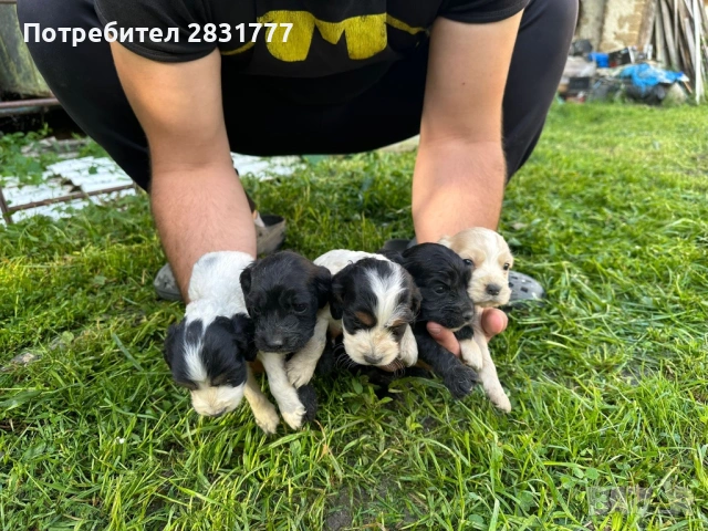Продавам кученца , снимка 7 - Други - 54825142
