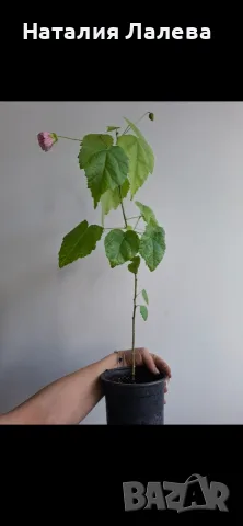 Абутилон, Abutilon Victorian Lady, снимка 2 - Стайни растения - 55610515