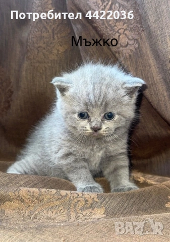Чистокръвни британски котенца , снимка 3 - Британска късокосместа - 54682979