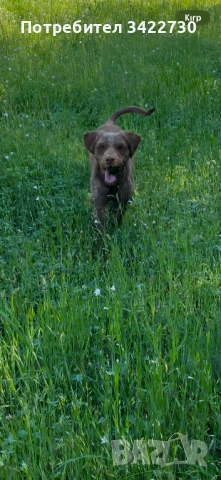 Лагото ромоньоло , снимка 3 - Други - 53969260