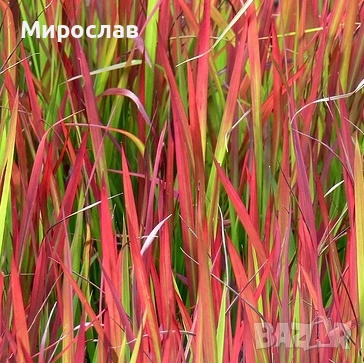 Продавам декоративна трева Императа Red Baron, снимка 4 - Градински цветя и растения - 54579434