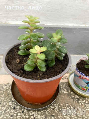 Дърво на живота - Красула, снимка 5 - Стайни растения - 54176965