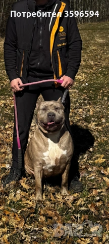 American Bully XL