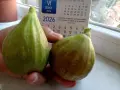Смокини с височина 25 - 30см., снимка 2