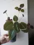 Еписция, episcia - La Soledad Bronze, снимка 1